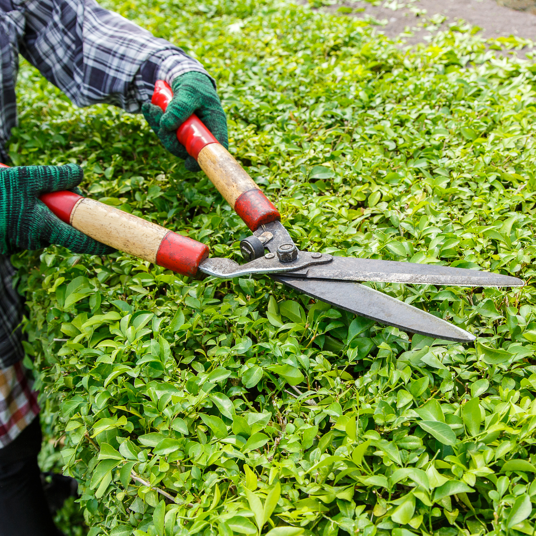garden handyman services